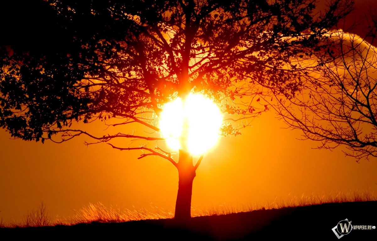 Солнце за деревом 1200x768