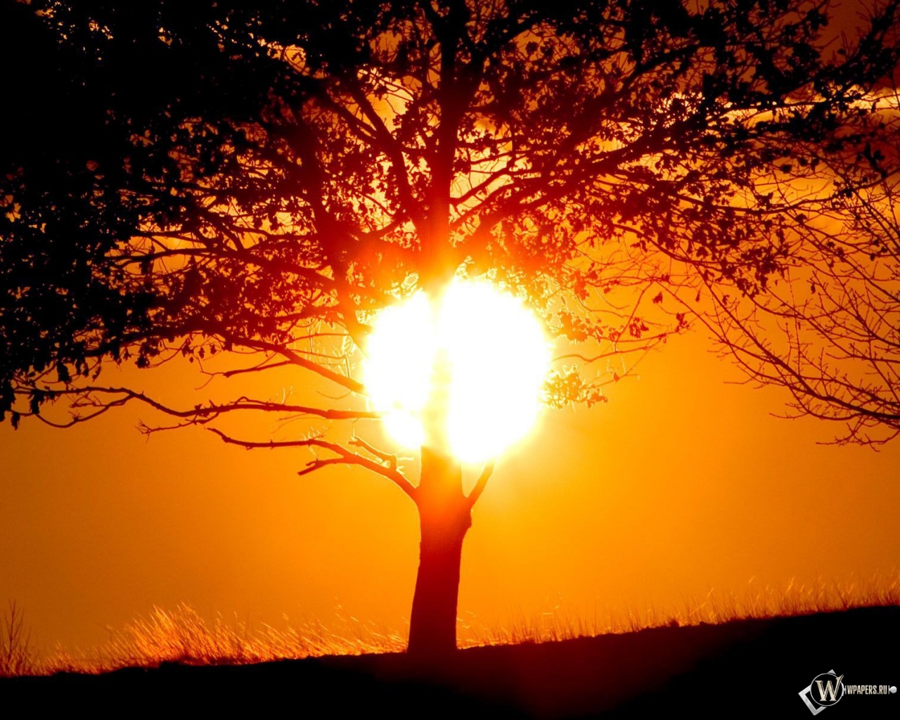 Солнце за деревом 1280x1024