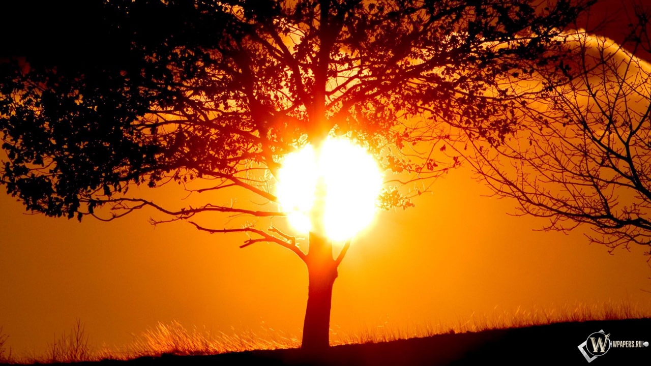 Солнце за деревом 1280x720