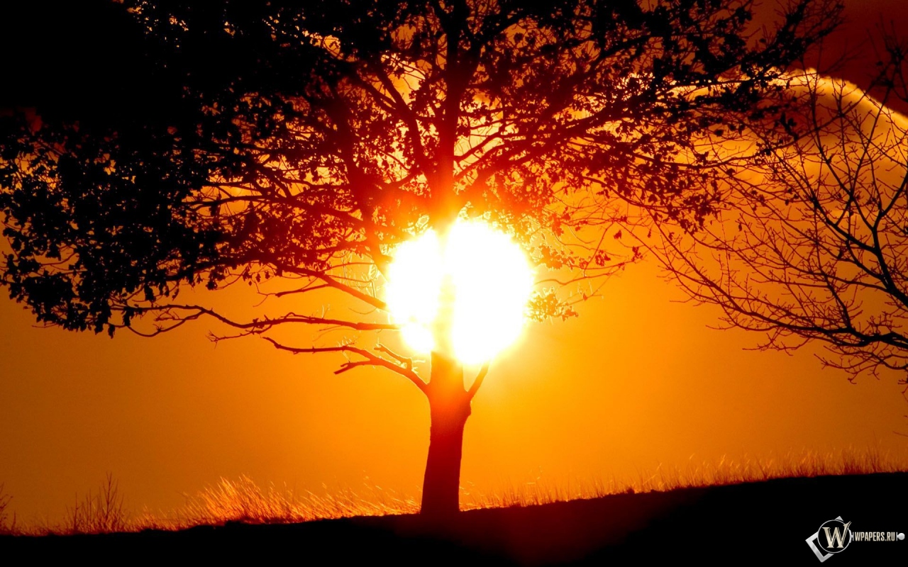 Солнце за деревом 1280x800