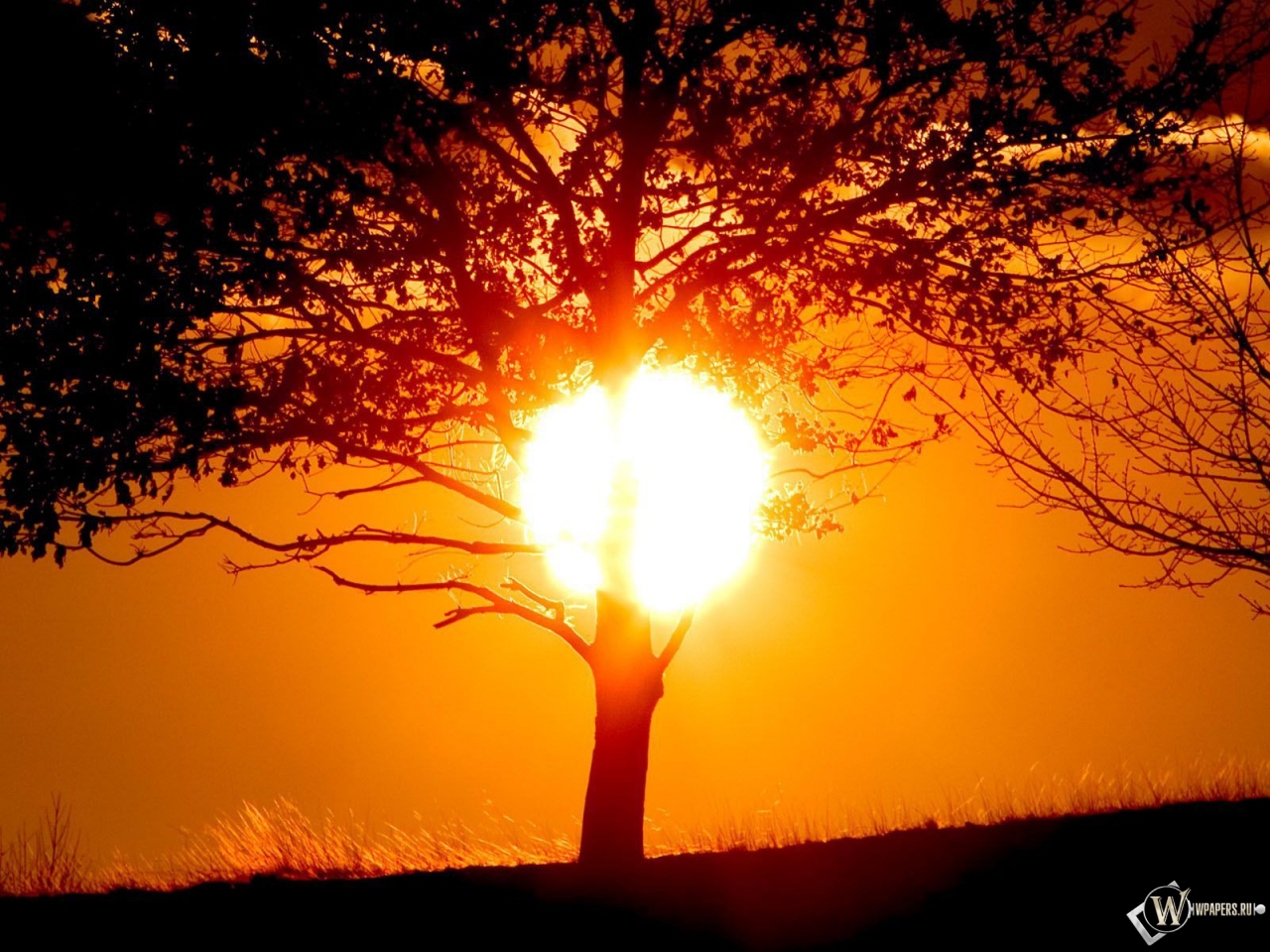Солнце за деревом 1280x960