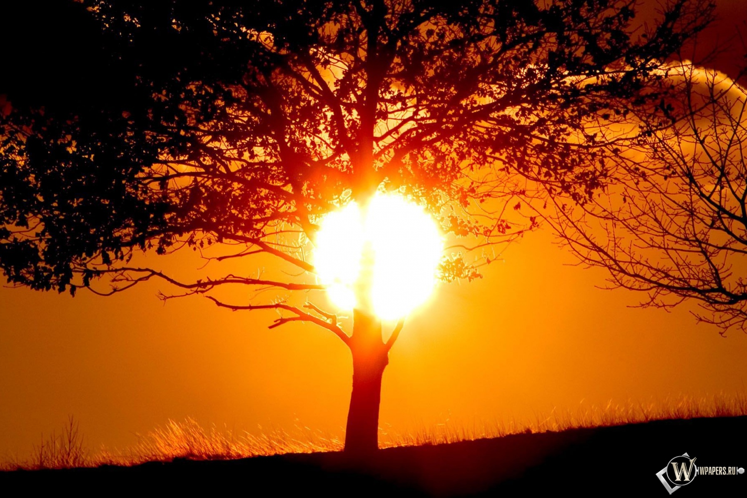 Солнце за деревом 1500x1000