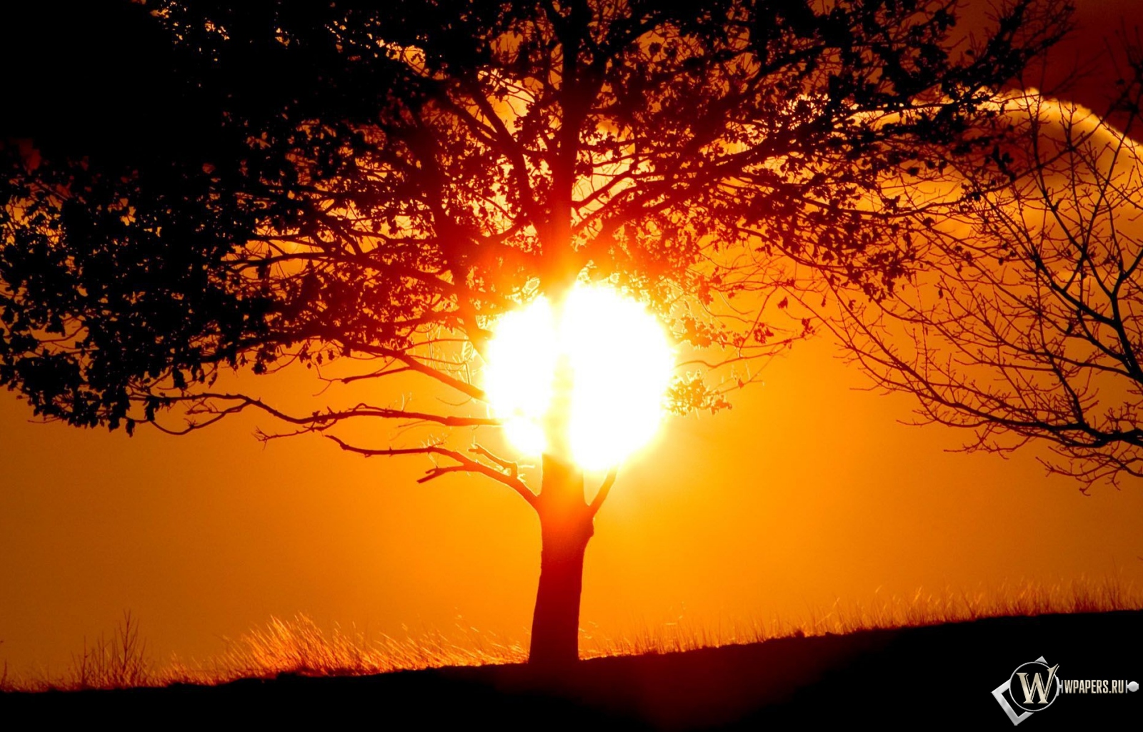 Солнце за деревом 1600x1024