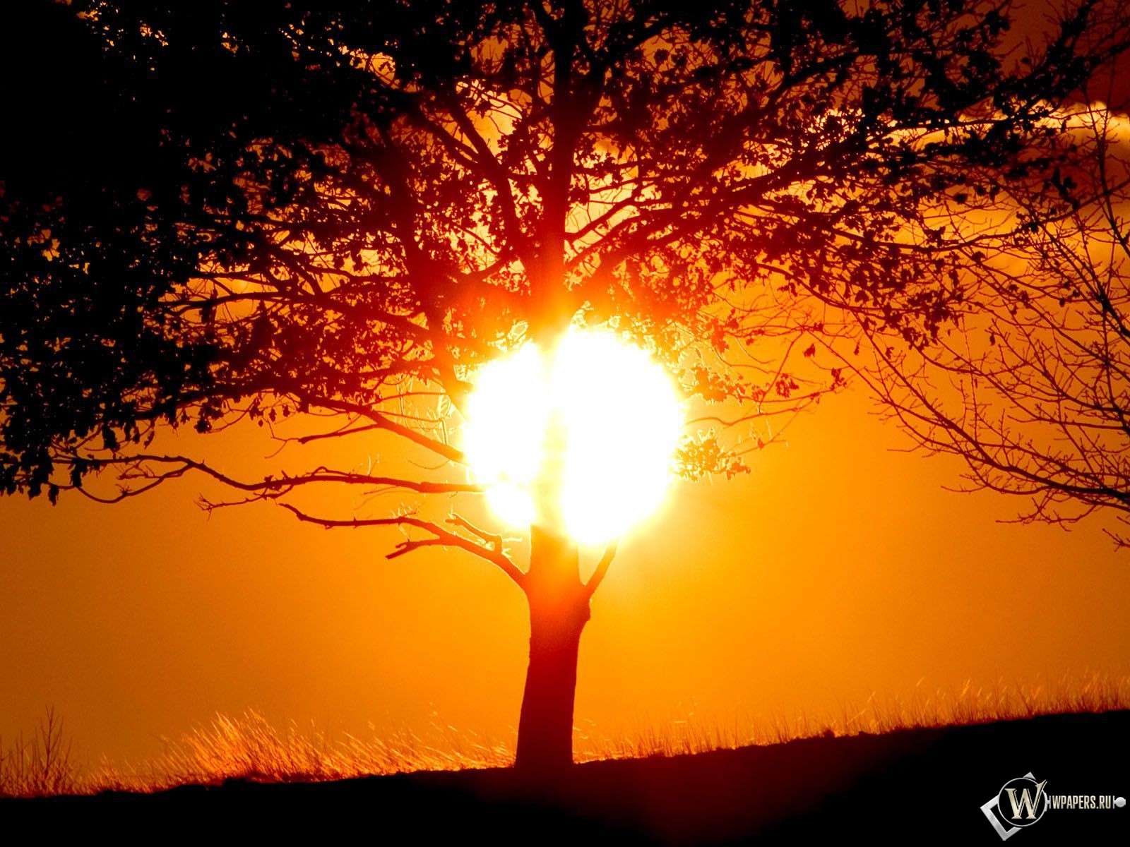 Солнце за деревом 1600x1200