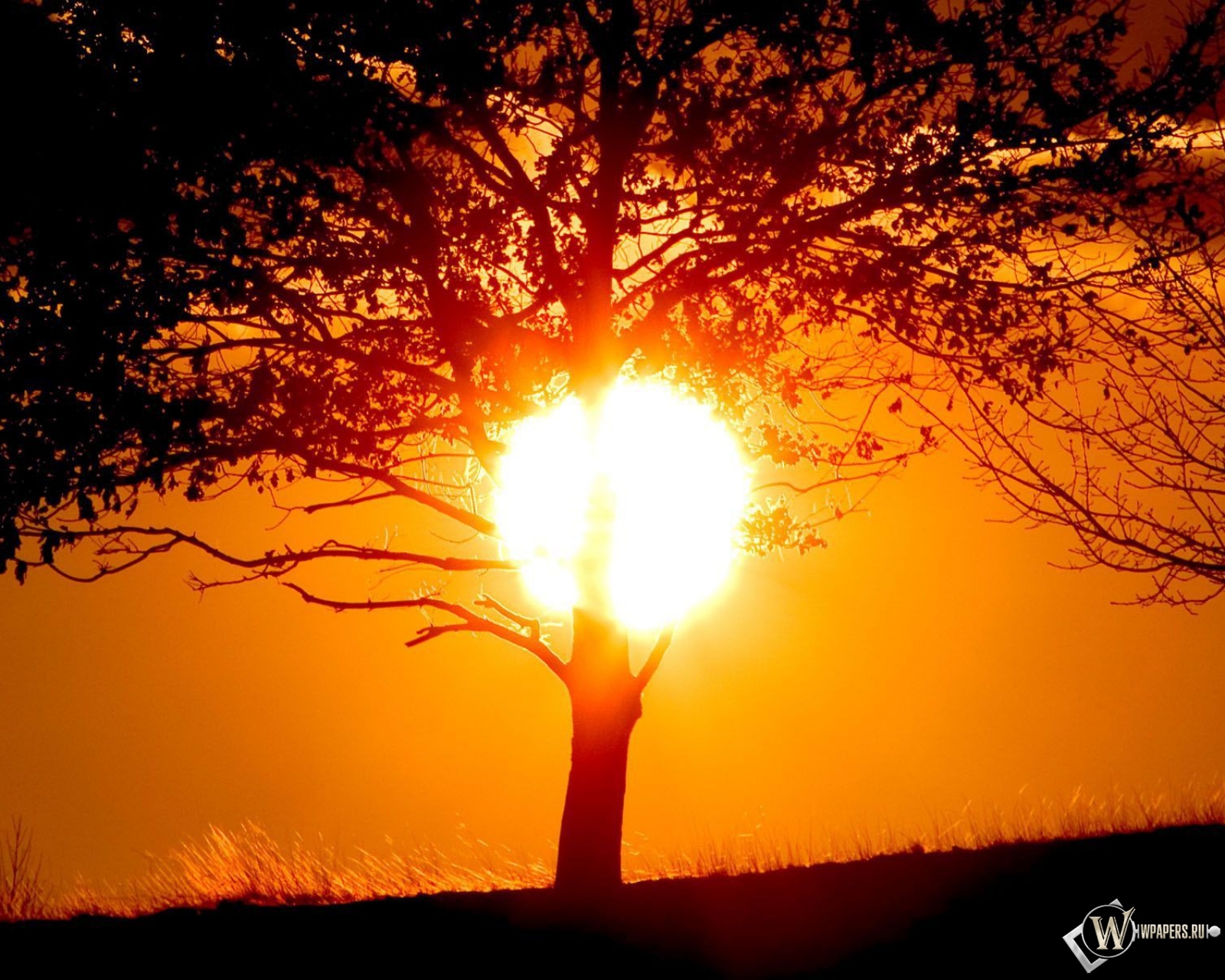 Солнце за деревом 1600x1280