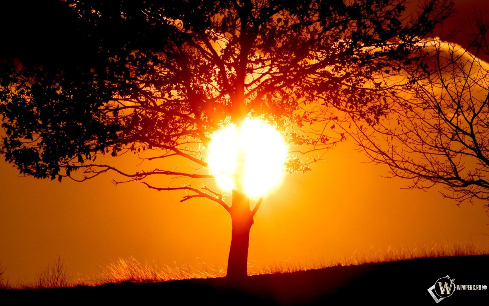 Солнце за деревом 1680x1050