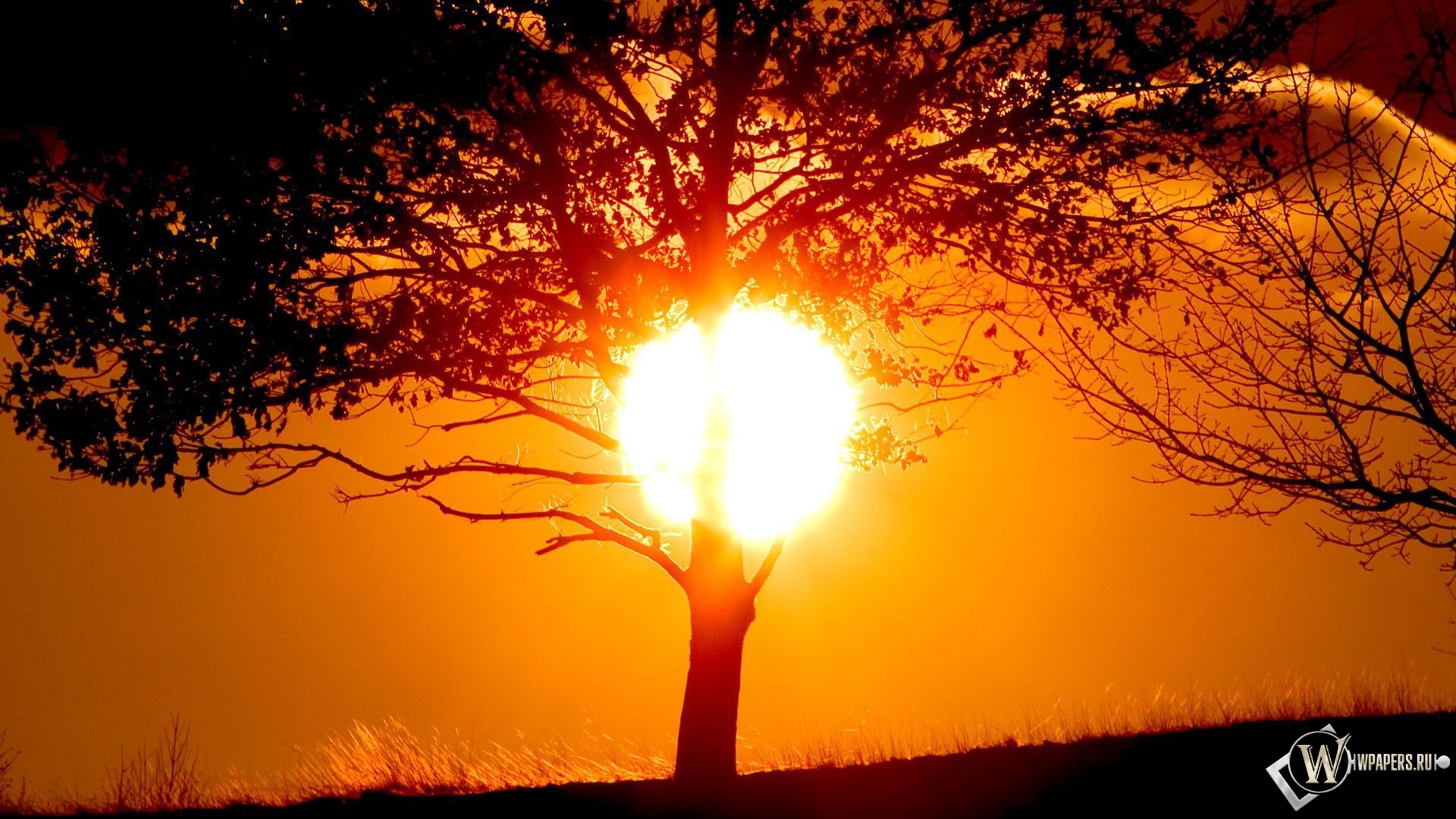 Солнце за деревом 1920x1080
