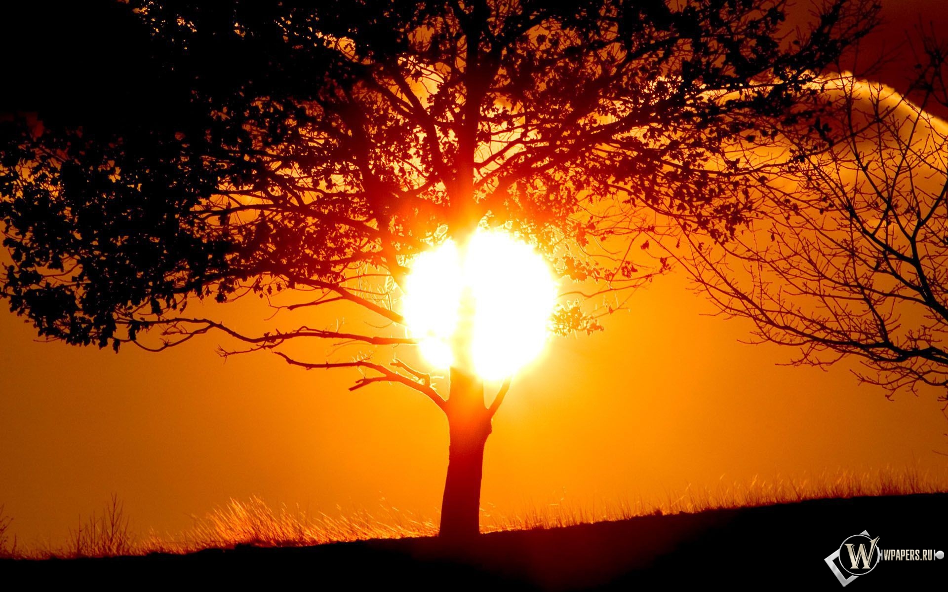 Солнце за деревом 1920x1200
