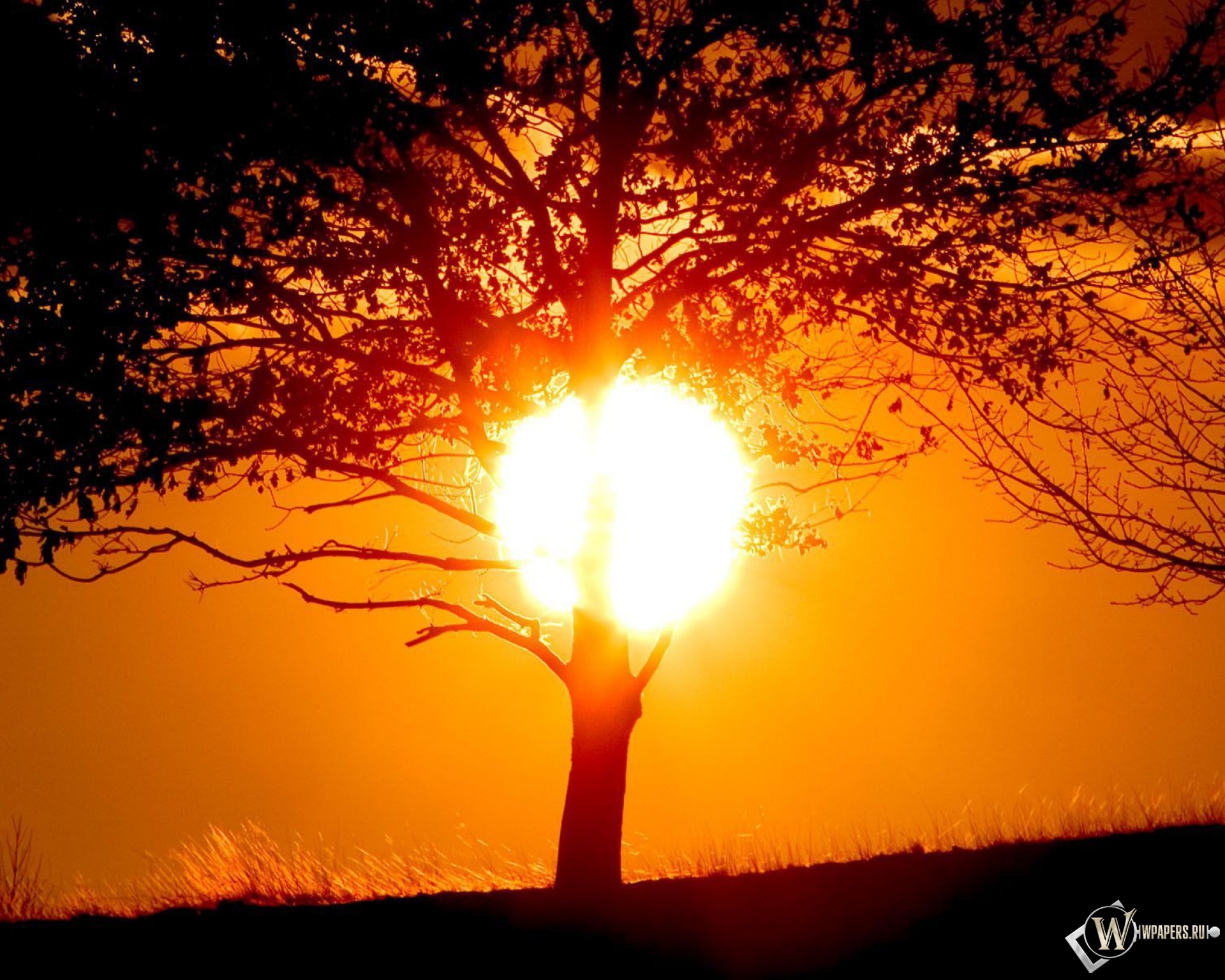 Солнце за деревом 1920x1536
