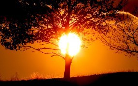 Обои Солнце за деревом: Солнце, Закат, Тень, Дерево, Деревья