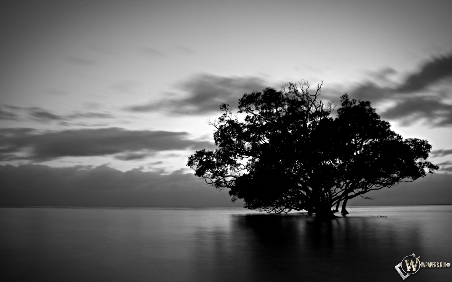 Дерево в воде 1440x900