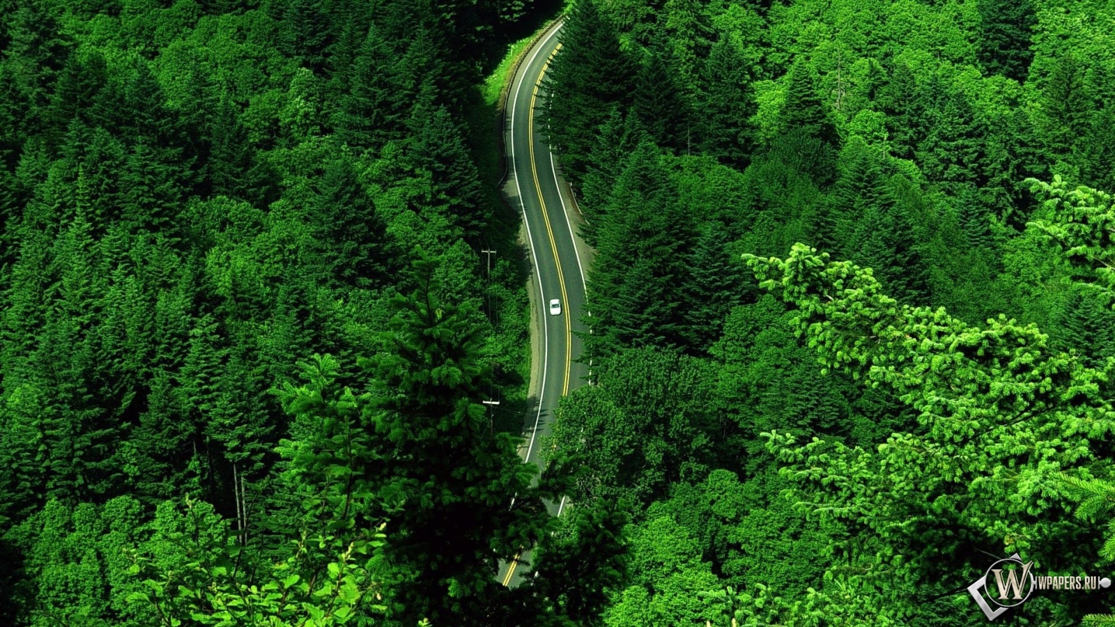 Дорога в лесу 1600x900