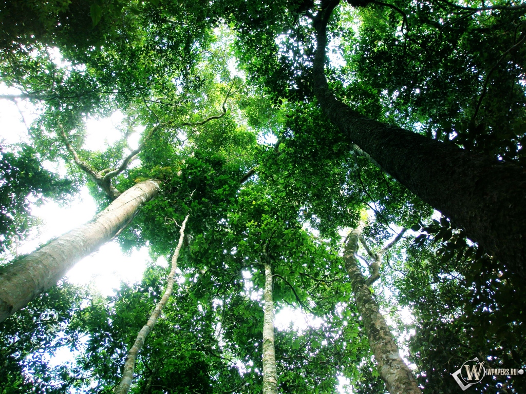 Тропический лес 1024x768