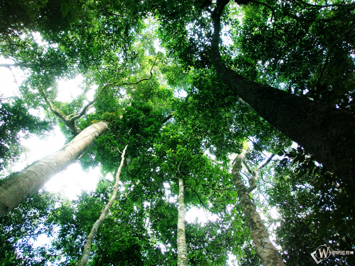 Тропический лес 1152x864