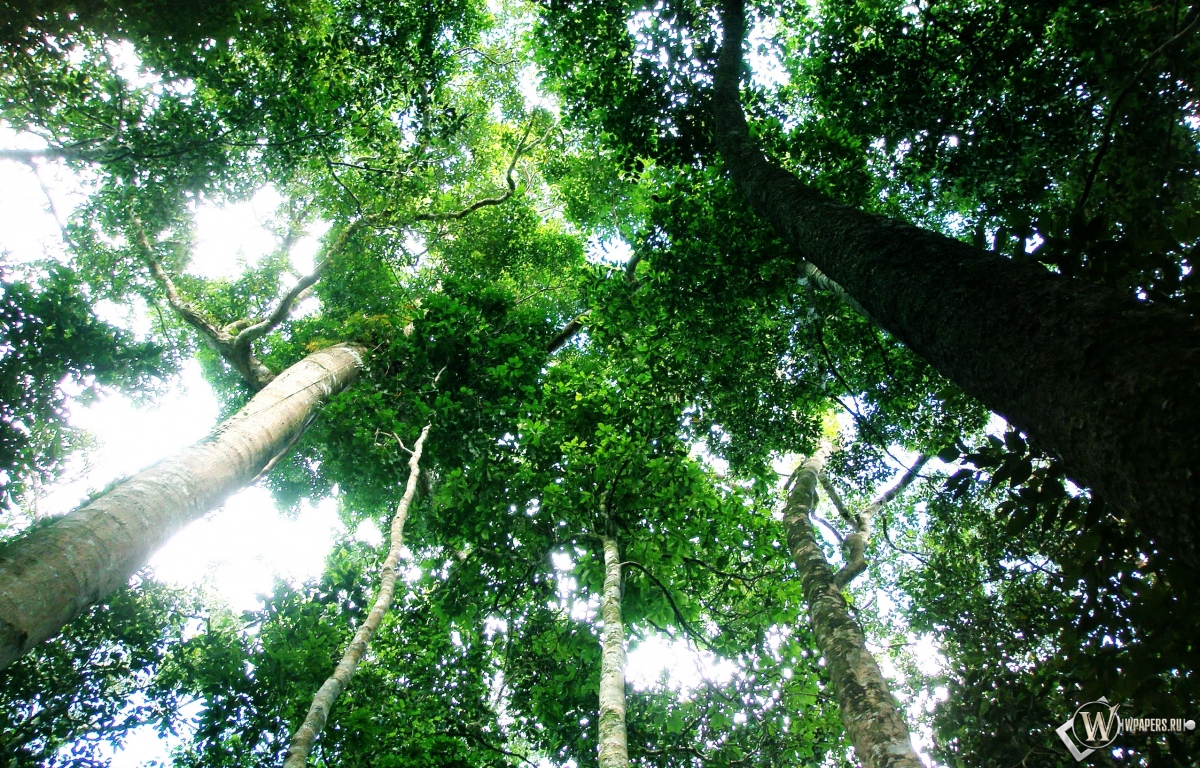 Тропический лес 1200x768