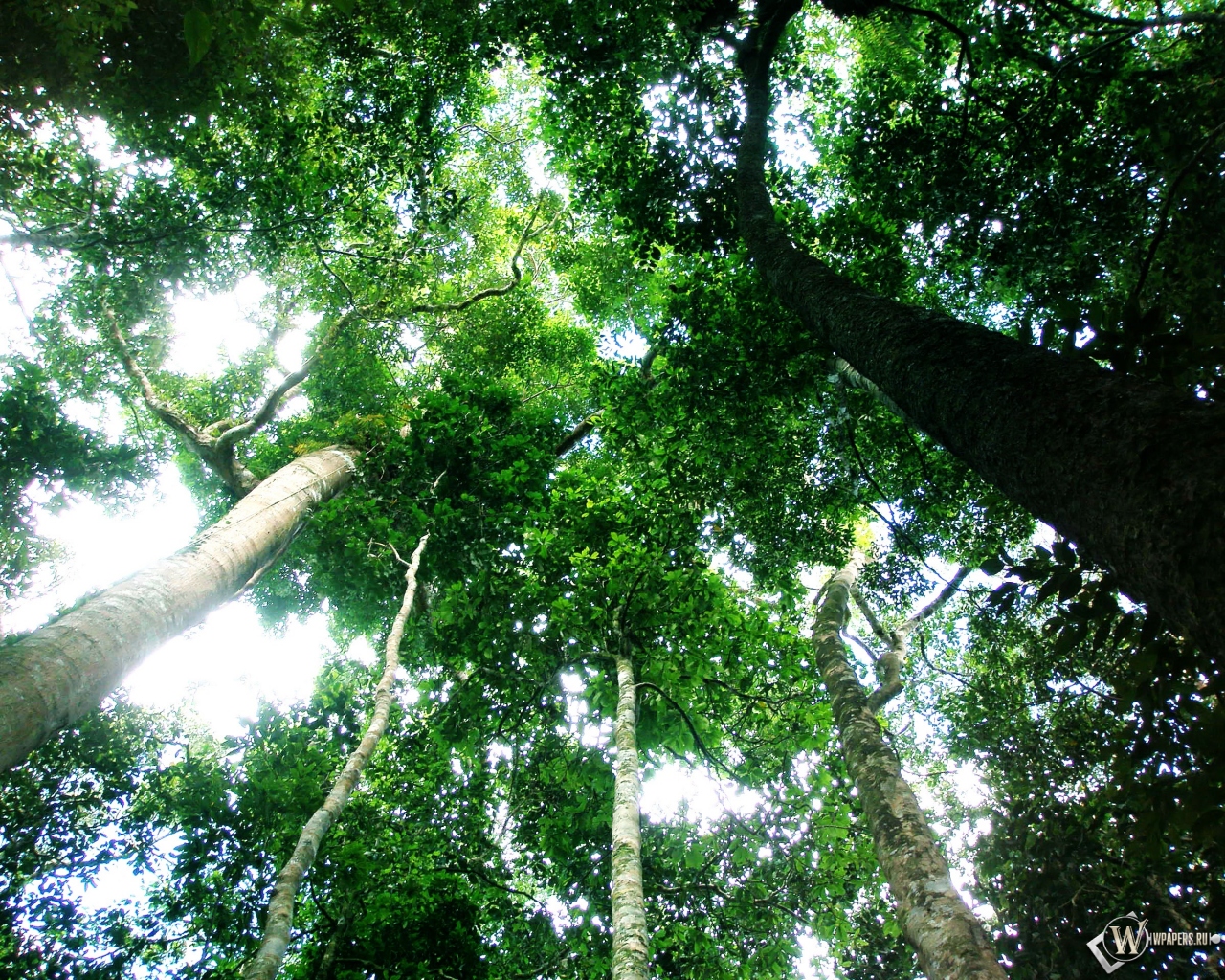 Тропический лес 1280x1024