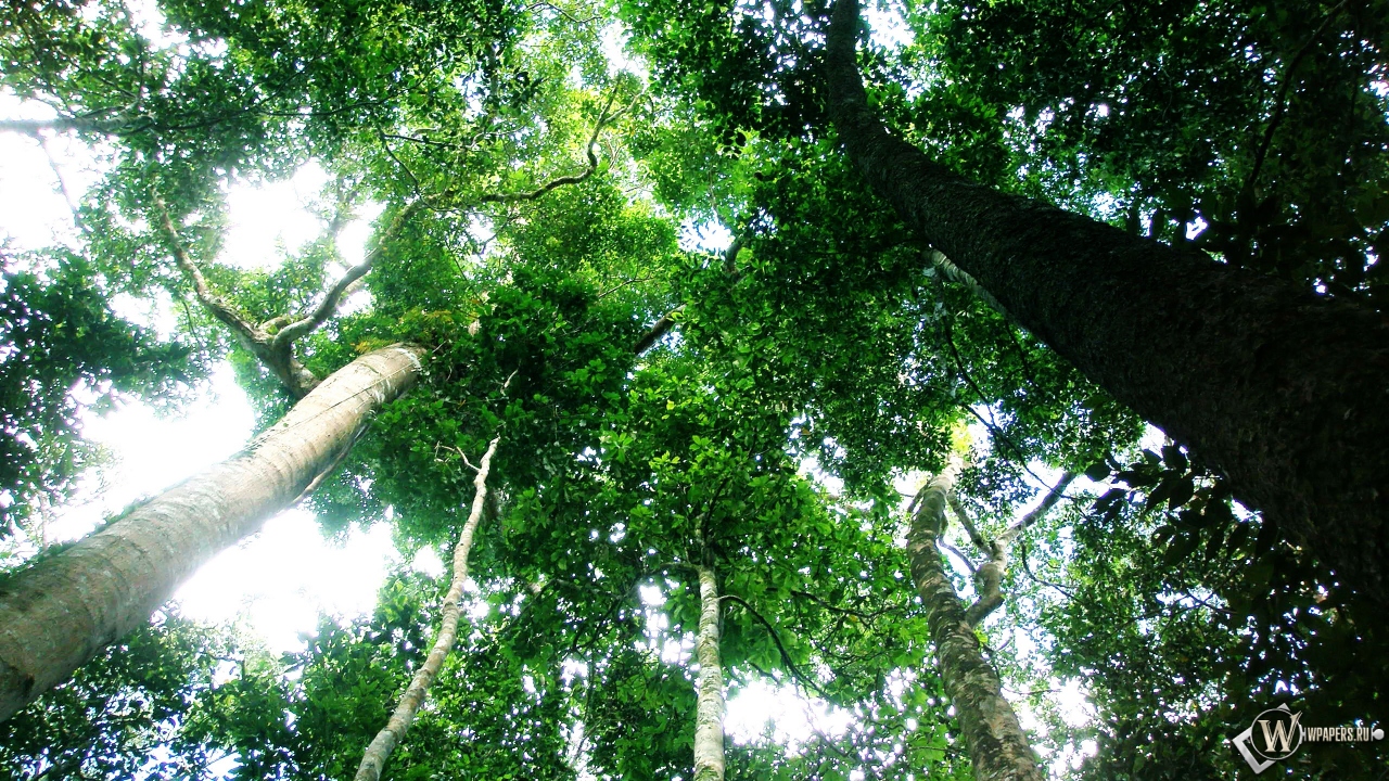 Тропический лес 1280x720