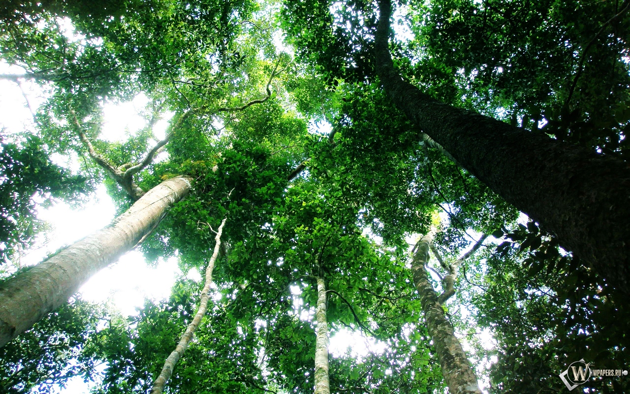 Тропический лес 1280x800