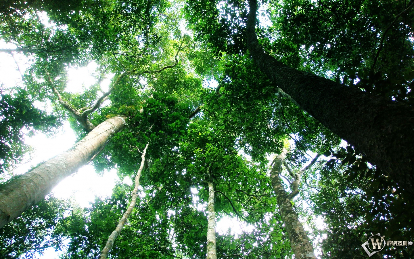 Тропический лес 1440x900