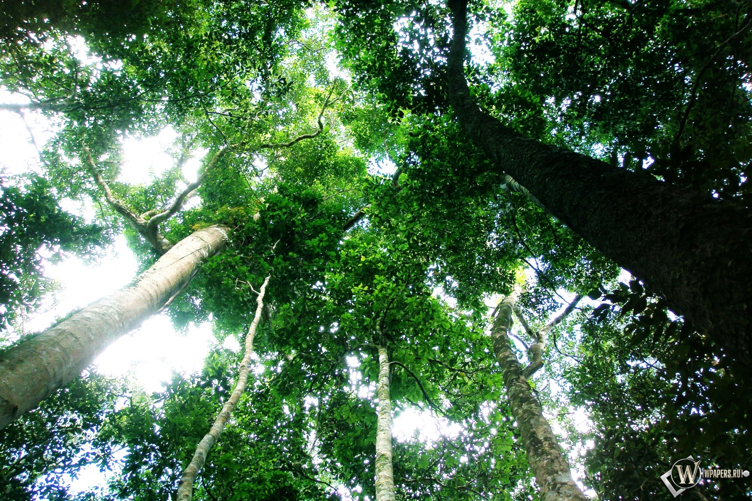 Тропический лес 1500x1000