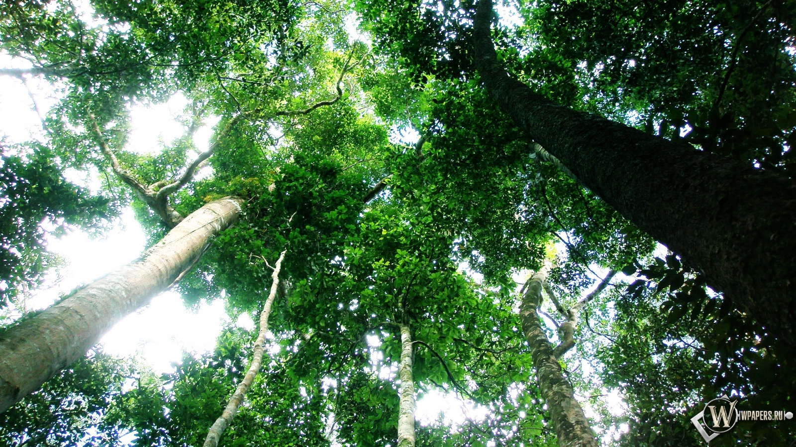 Тропический лес 1600x900
