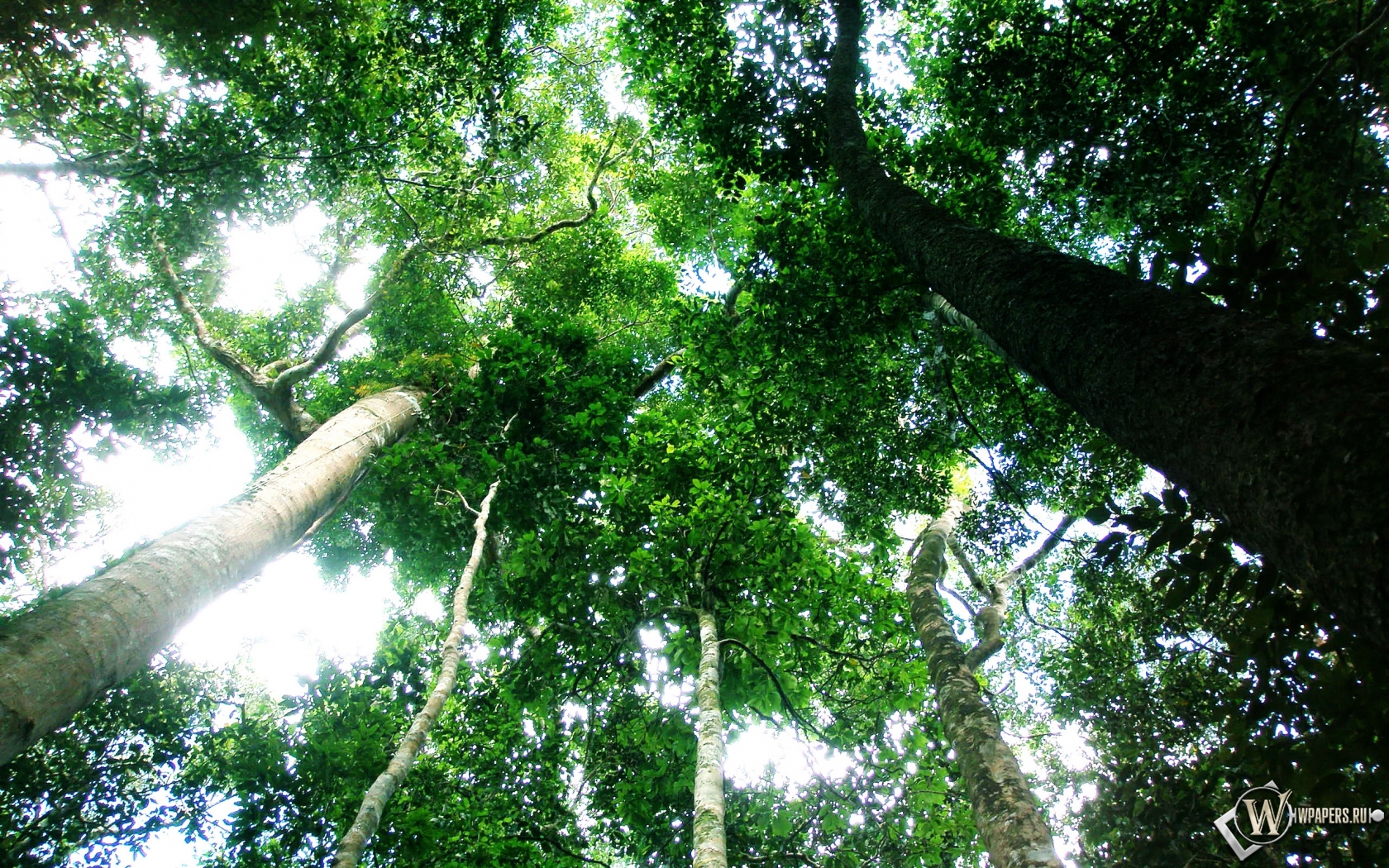 Тропический лес 1680x1050