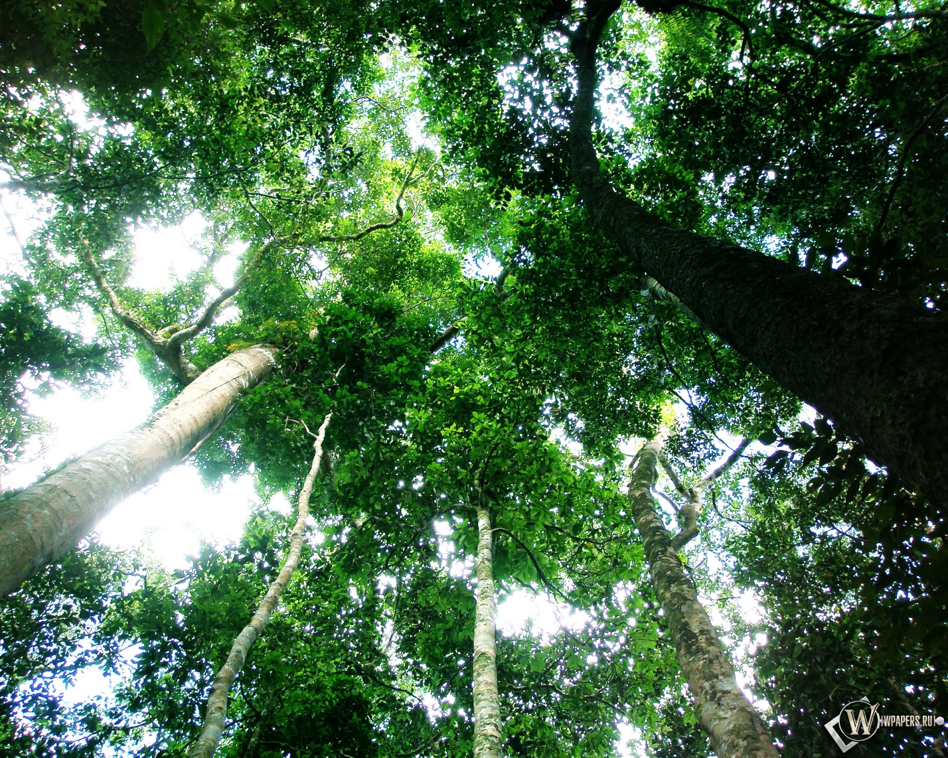 Тропический лес 1920x1536