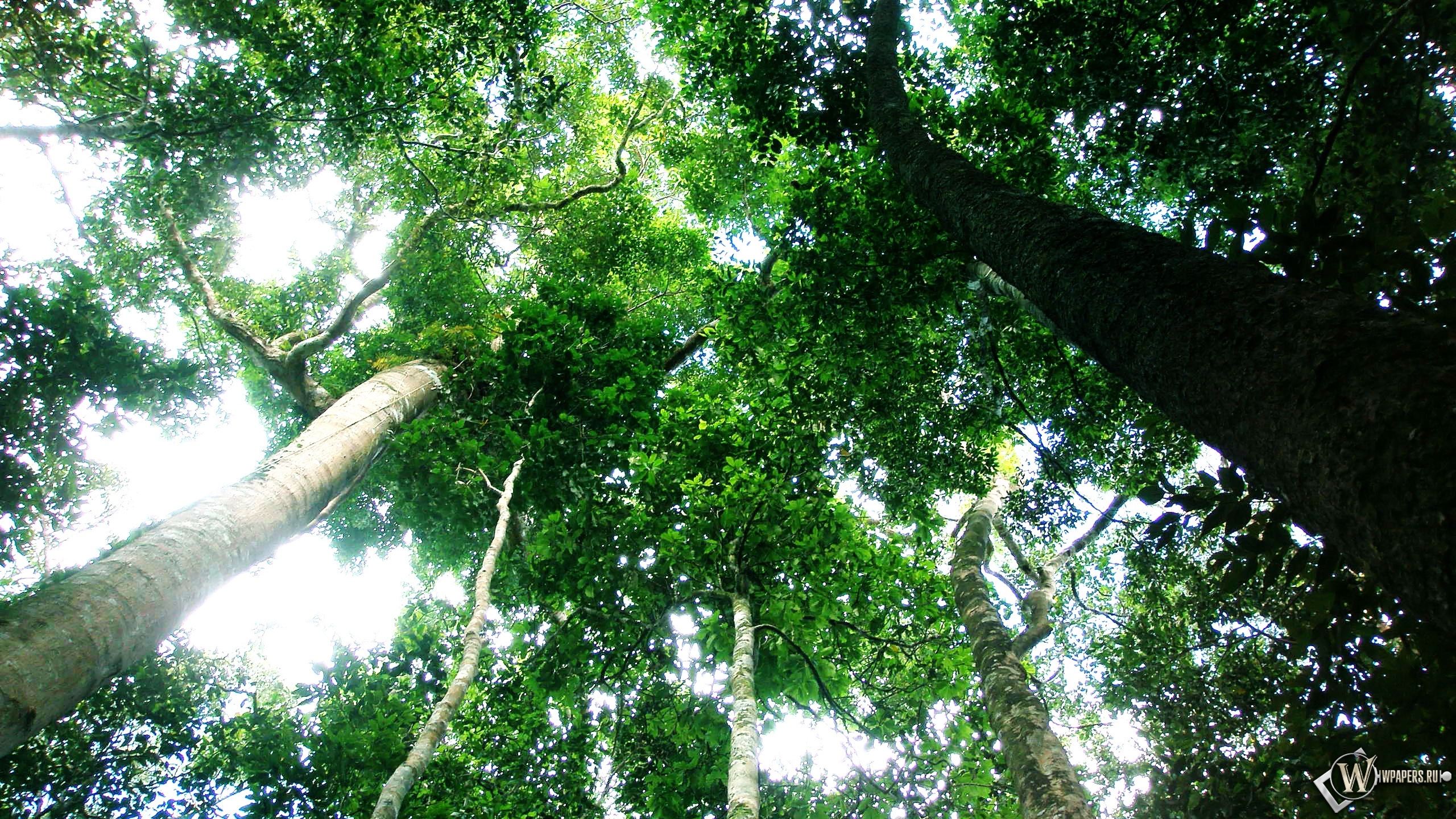 Тропический лес 2560x1440