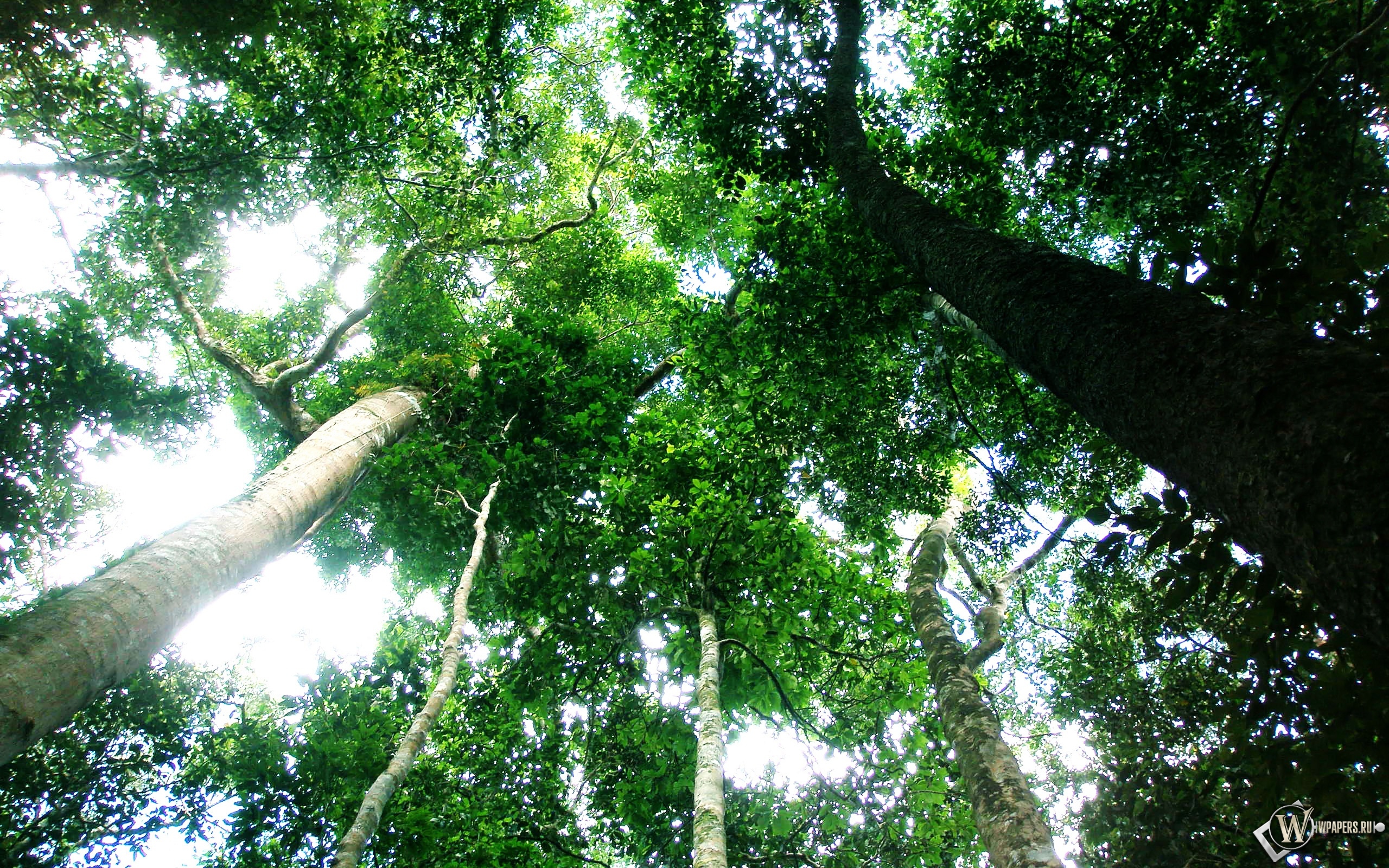 Тропический лес 2560x1600