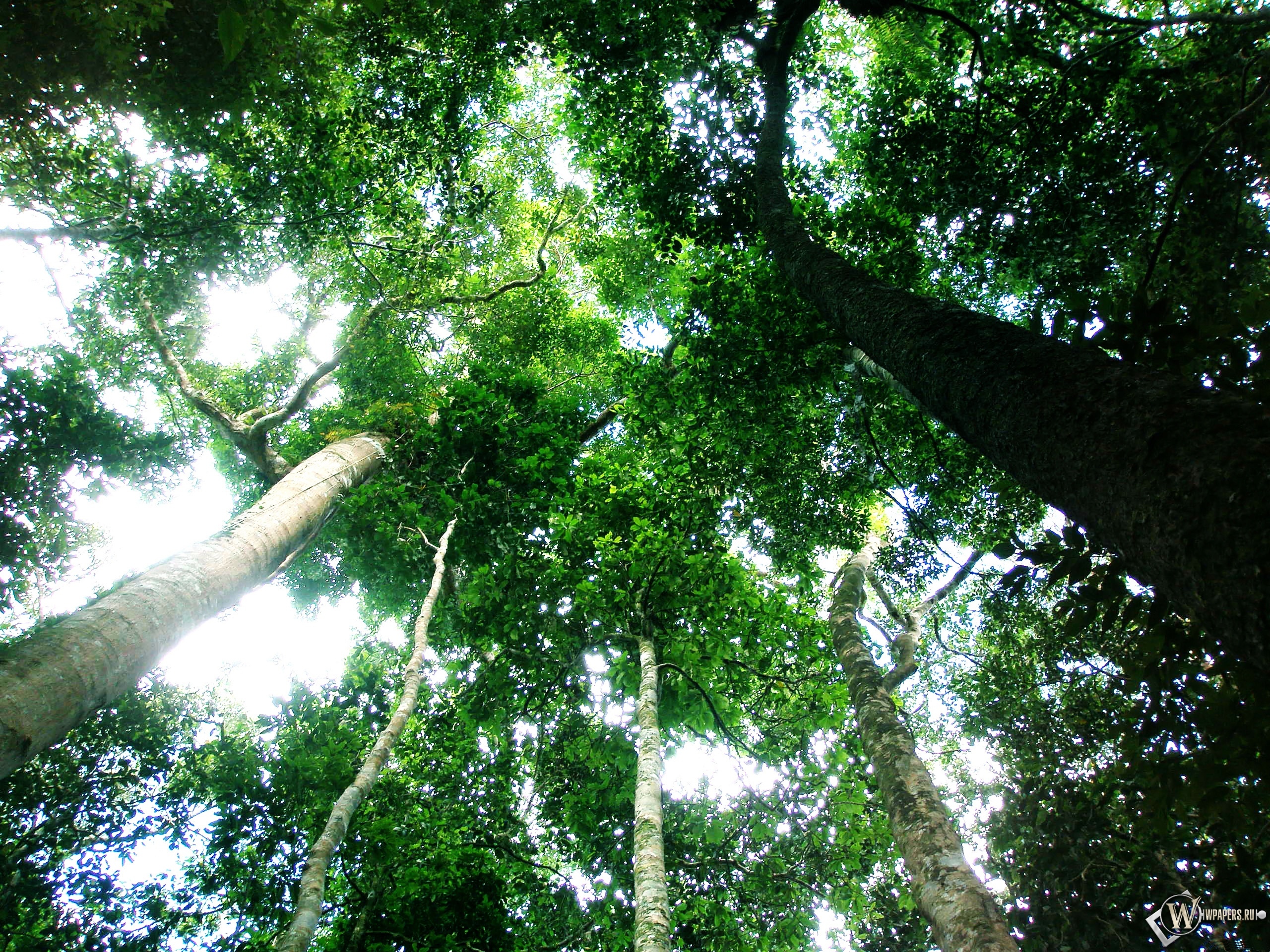 Тропический лес 2560x1920