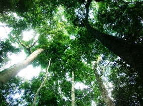 Обои Тропический лес: Зелень, Лес, Небо, Тропики, Деревья
