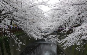 Обои Сакура: Вода, Лепестки, Парк, Япония, Сакура, Деревья