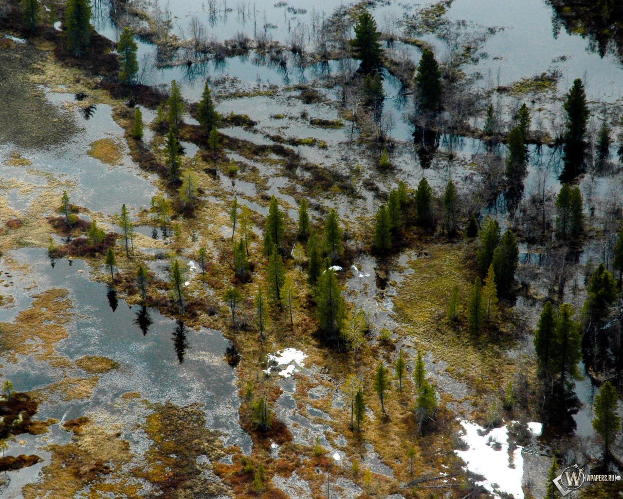 Затопленный лес 1280x1024