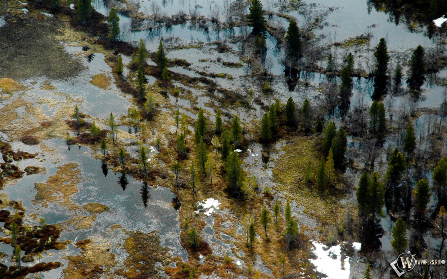Затопленный лес 1440x900