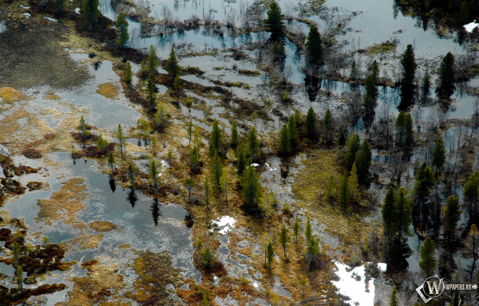 Затопленный лес 1600x1024