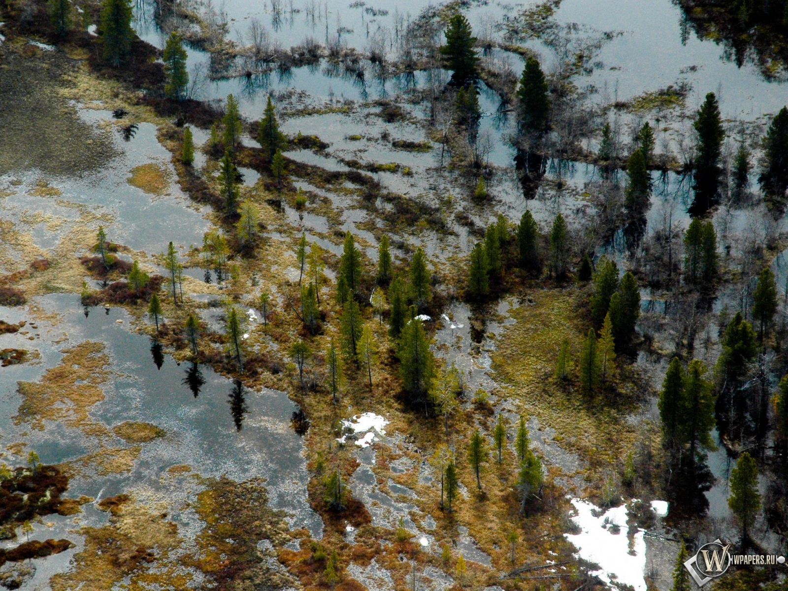 Затопленный лес 1600x1200