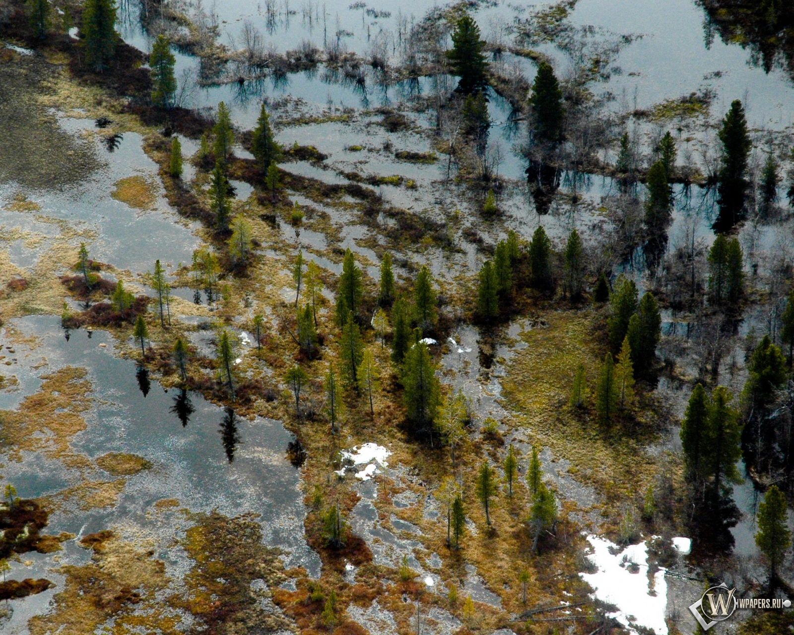 Затопленный лес 1600x1280