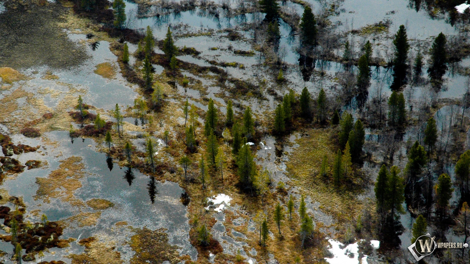 Затопленный лес 1600x900