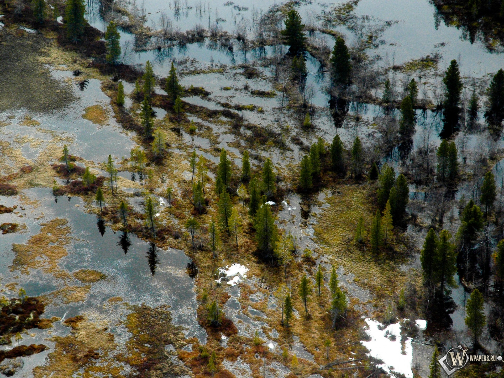 Затопленный лес 1920x1440