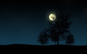 Обои Деревья в ночи: Деревья, Ночь, Луна, Звёзды, Вектор, Деревья
