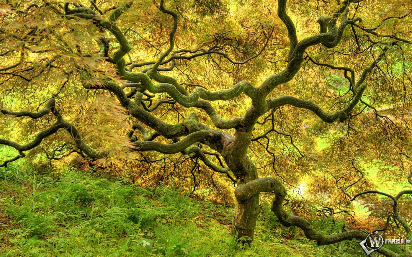 Красивое дерево 1440x900