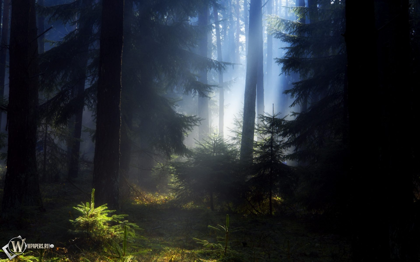 Еловый лес 1440x900