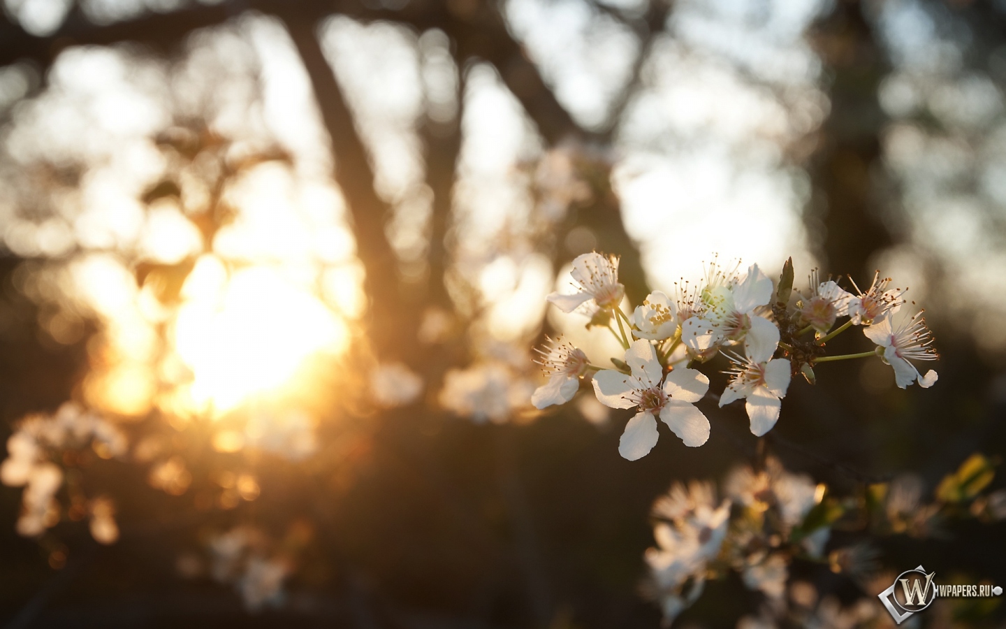 Цветы под солнцем 1440x900