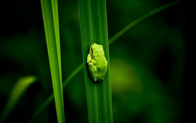 Лягушка на листе