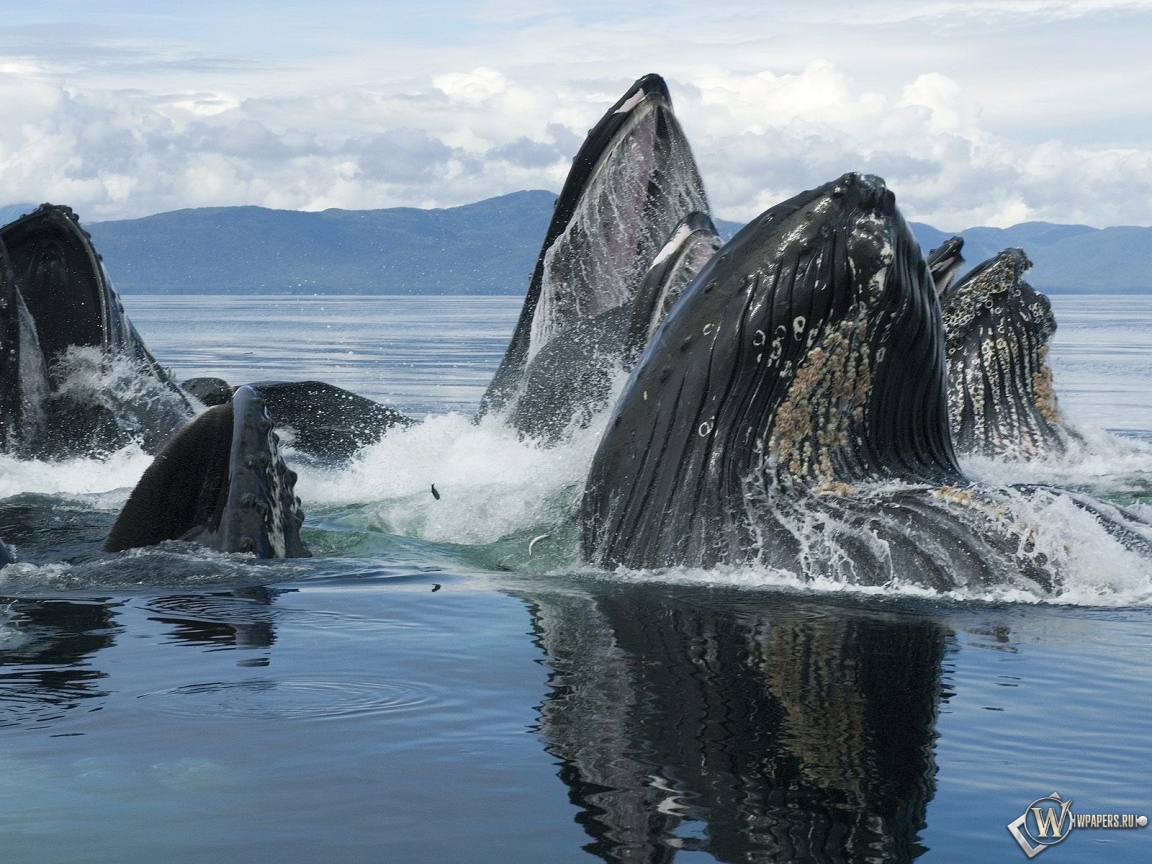 Горбатый кит 1152x864