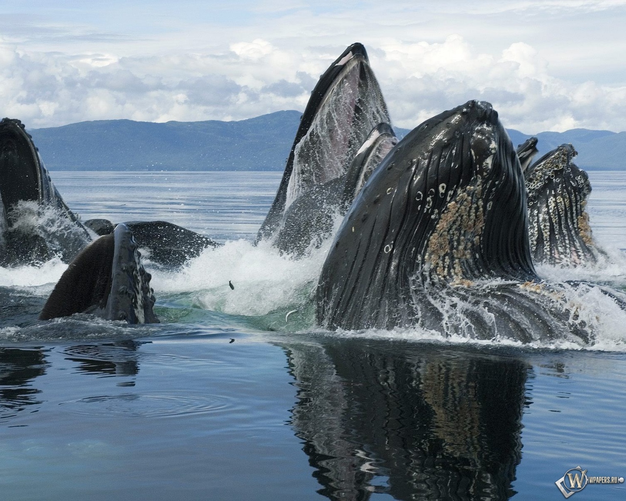 Горбатый кит 1280x1024