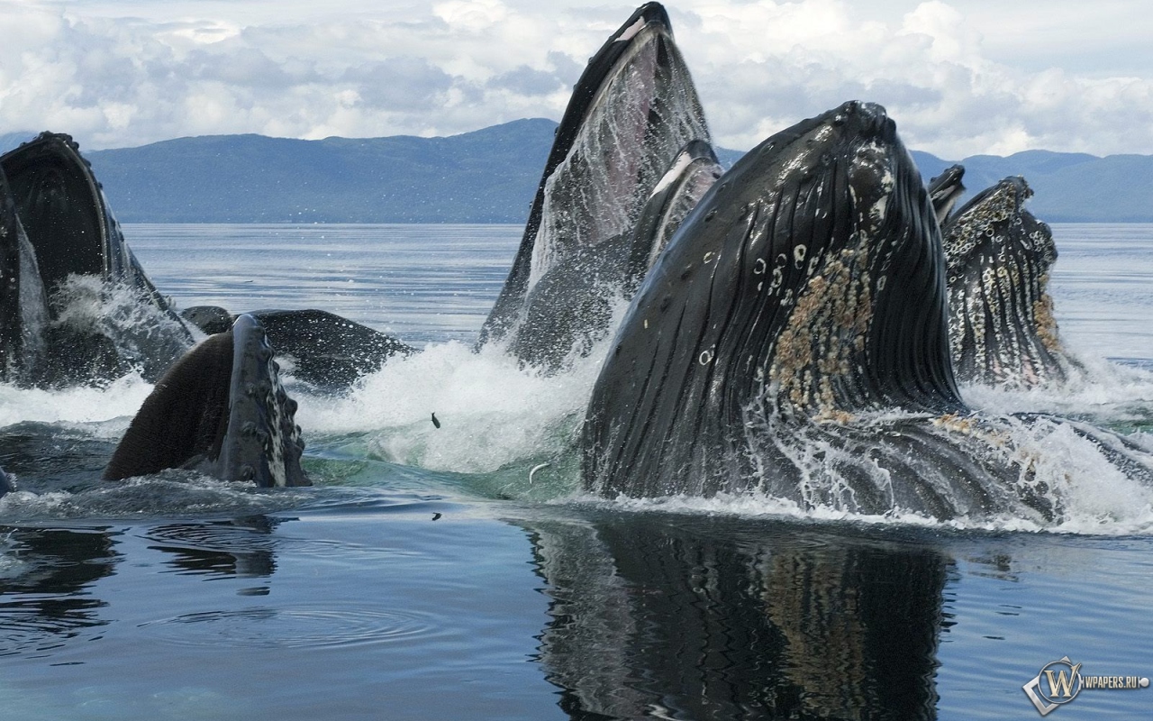 Горбатый кит 1280x800