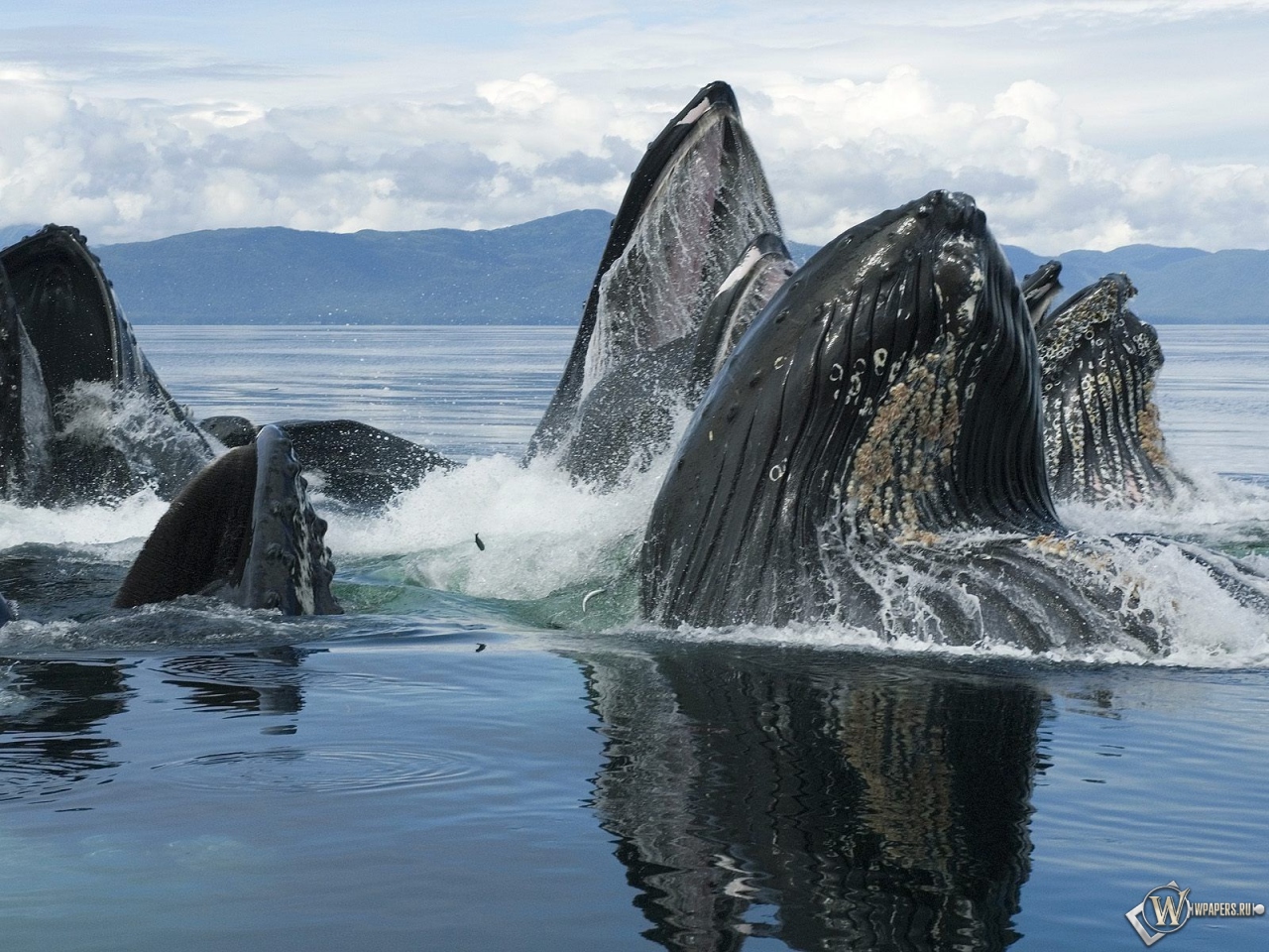 Горбатый кит 1280x960