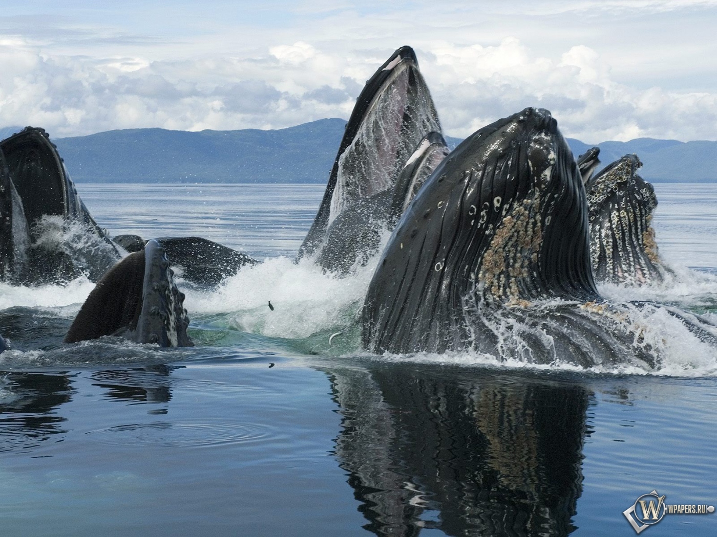 Горбатый кит 1400x1050
