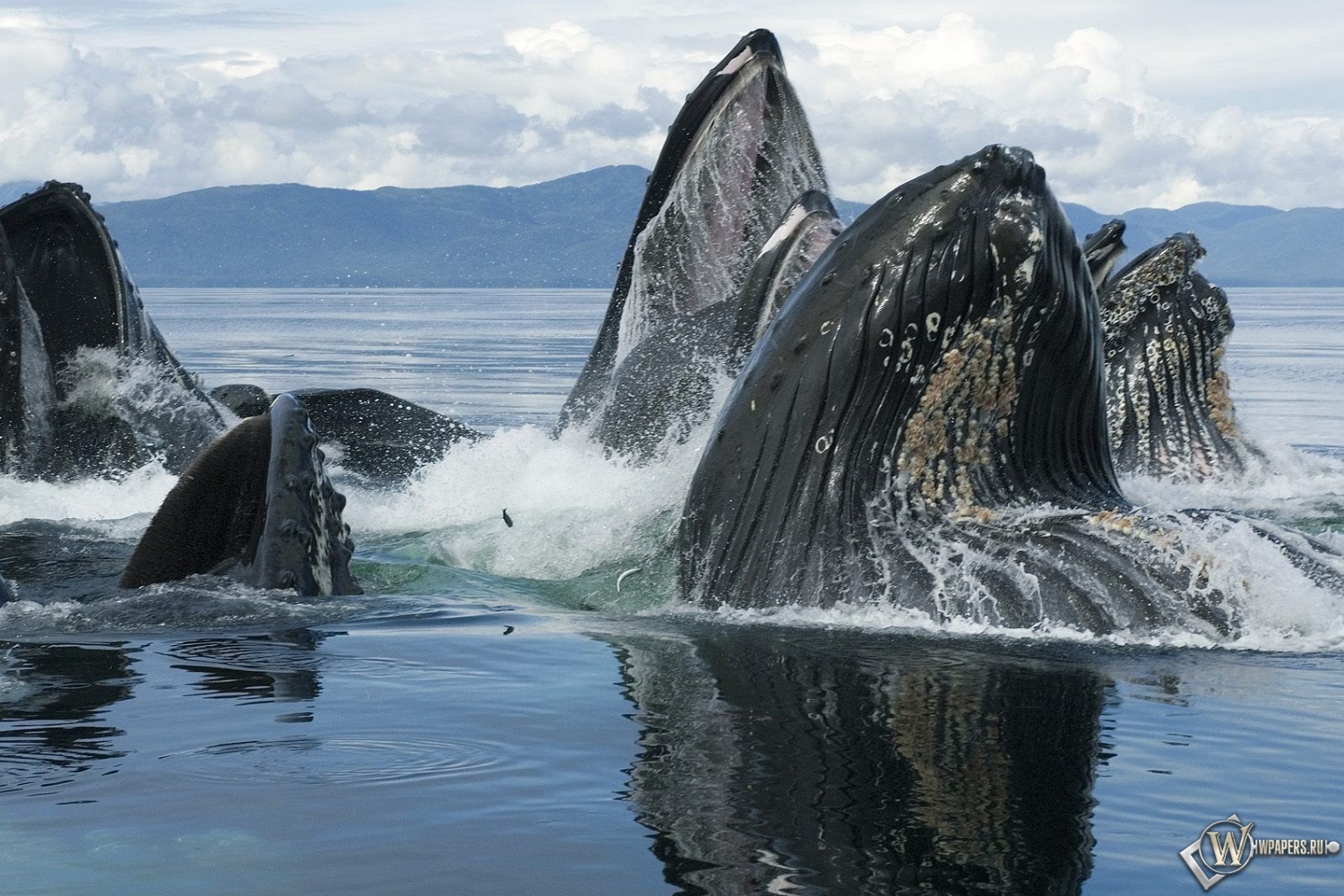 Горбатый кит 1500x1000